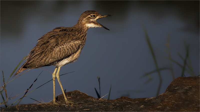 Edenvale Photographic Club - Brian Shaw - Shout Out