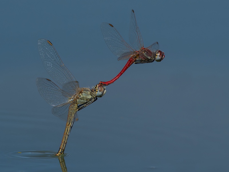 George Camera Club - Trix Jonker - Laying eggs