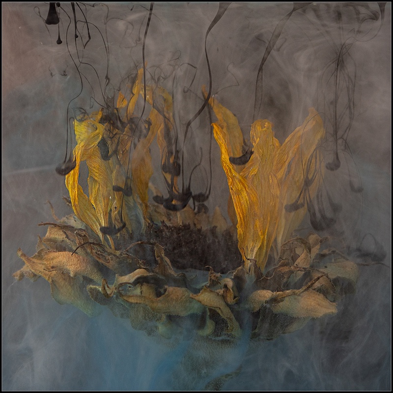 Harties Fotografie Studiegroep - Christa Koekemoer - Painted Dried sunflower
