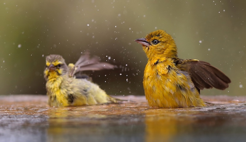 Highway Camera Club - Geoffrey Peatling - My Bath