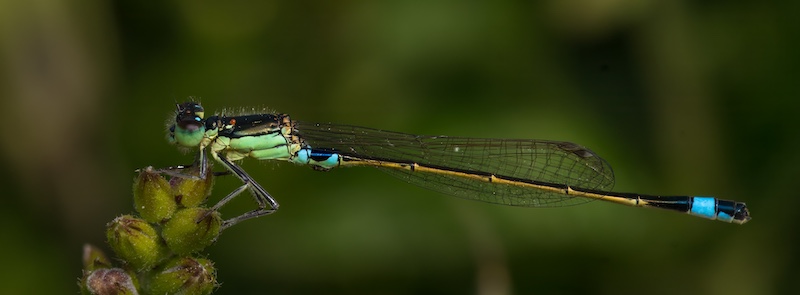 Kowie Camera Club - Lynton Perry - Damselfly