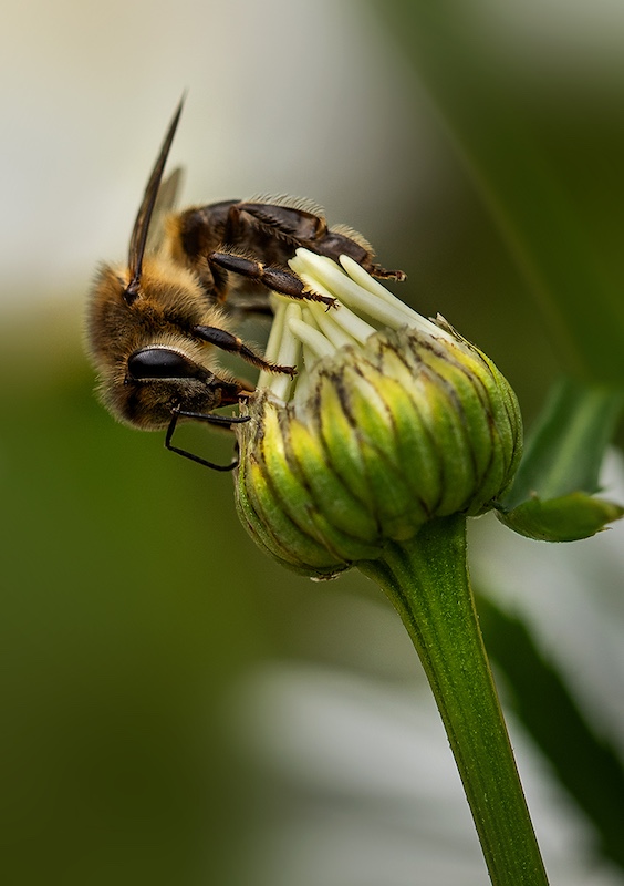 Maritzburg Camera Club - Ronelle van den Heever - Budding Bee