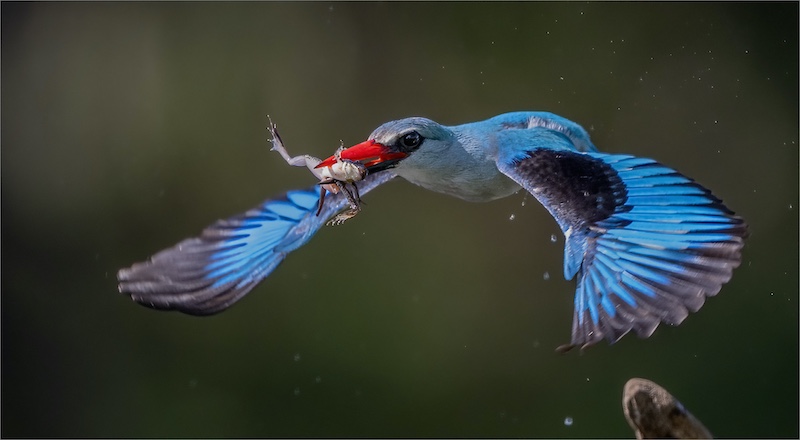 Midlens Fotoklub - Stephan Opperman - Woodland Kingfisher Catch