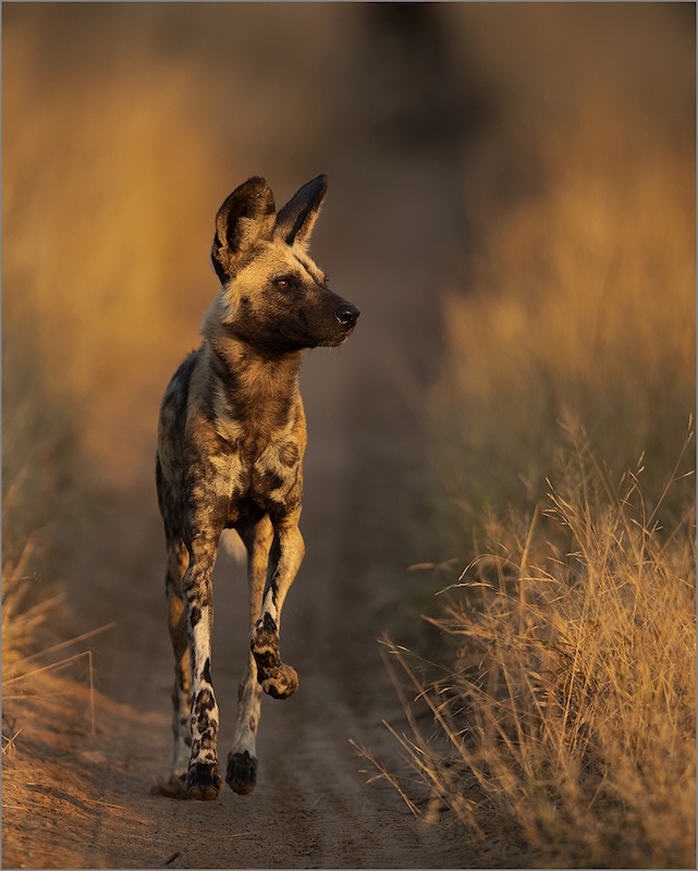 National Photographic Club - Hannes Rossouw - Hunting wild dog at Manyeleti