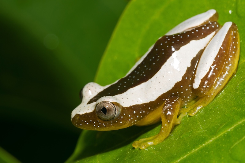 On the Rocks Camera Club - Warren Dick - Leaf Folding Frog