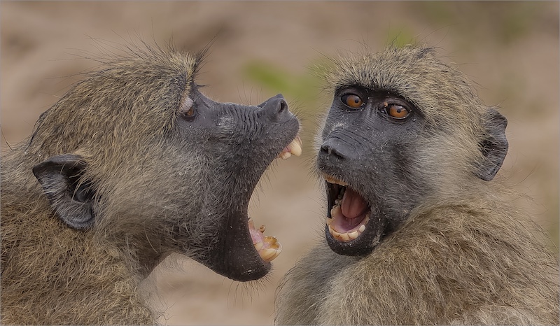 Paarl Photographic Club - Arnold Van Dyk - Listern to me