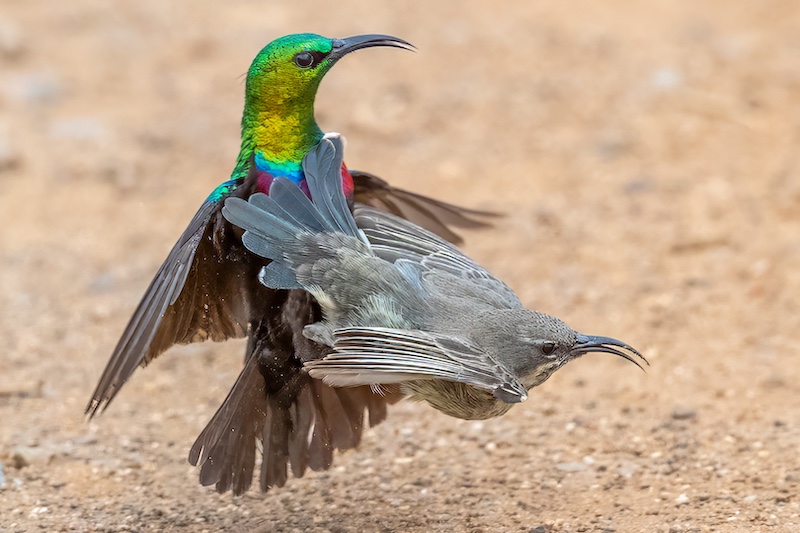 Sapphire Coast Camera Club - Peter Mcintyre - Marico Sunbird in love