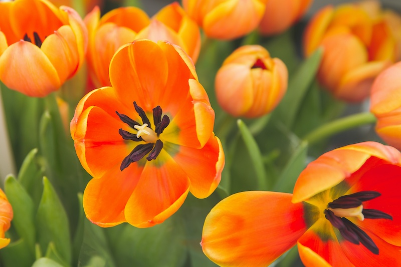 Schools - Charlie Hofmeyr HS - Minette Hanekom - Blooming beautiful