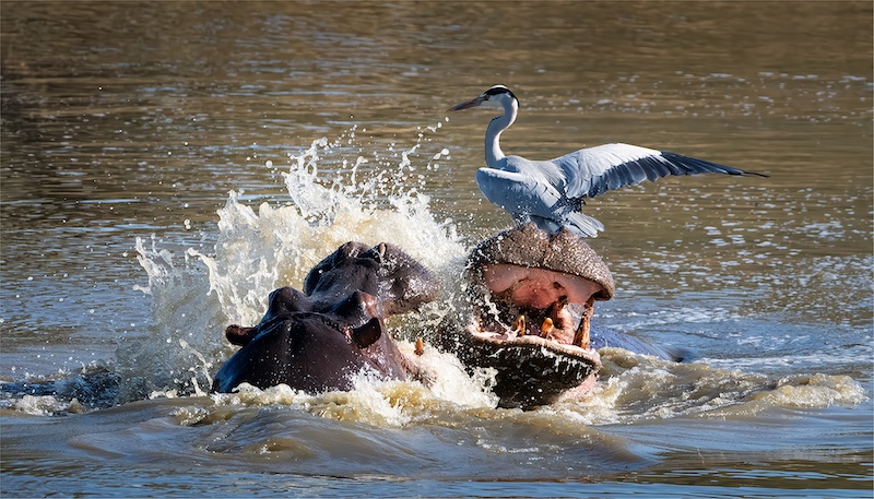 Swartland Fotografieklub - Adriaan Vlok - Sit still