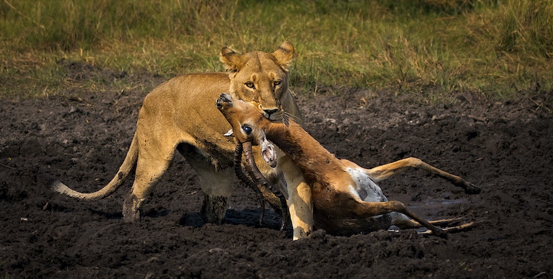 Vanderbijlpark Fotografiese Vereniging - Mietsie Visser - impala ram in die modder gevang