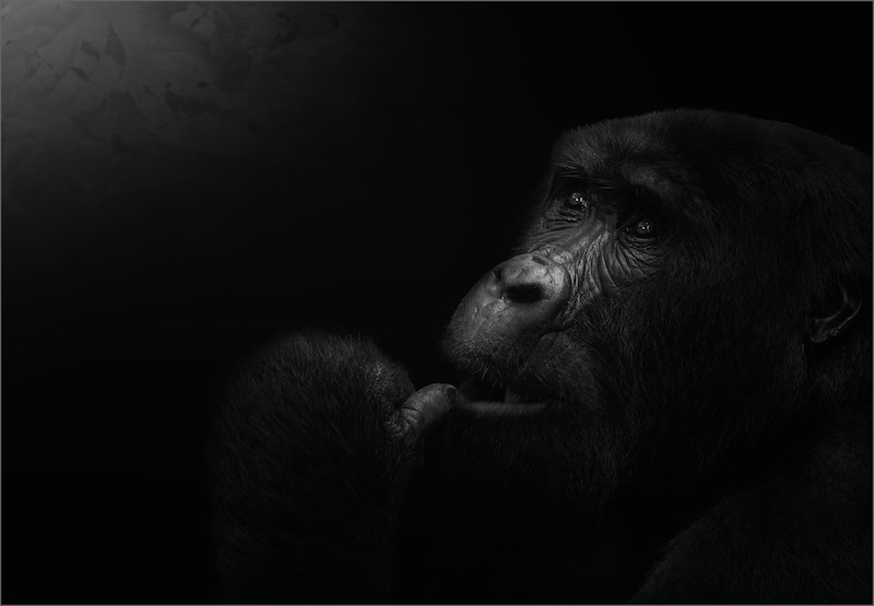 Westville Camera Club - Kazalette Pike - Mother gorilla