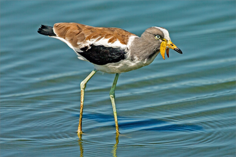 Albertino Goncalves - Brandpuntfotoklub - Witkopkiewiet