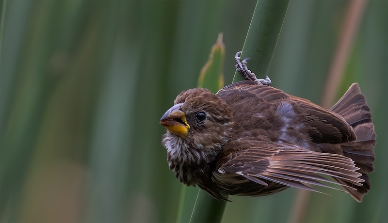 Annemarie Robertson - Port Elizabeth Camera Club - Ready for takeoff