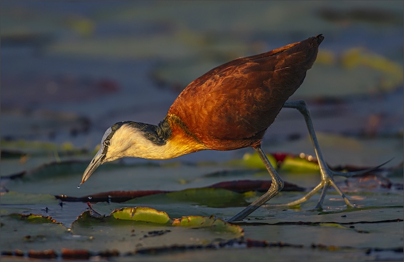 Aubrey Siebert - Southern Suburbs Camera Club - First Sun Rays