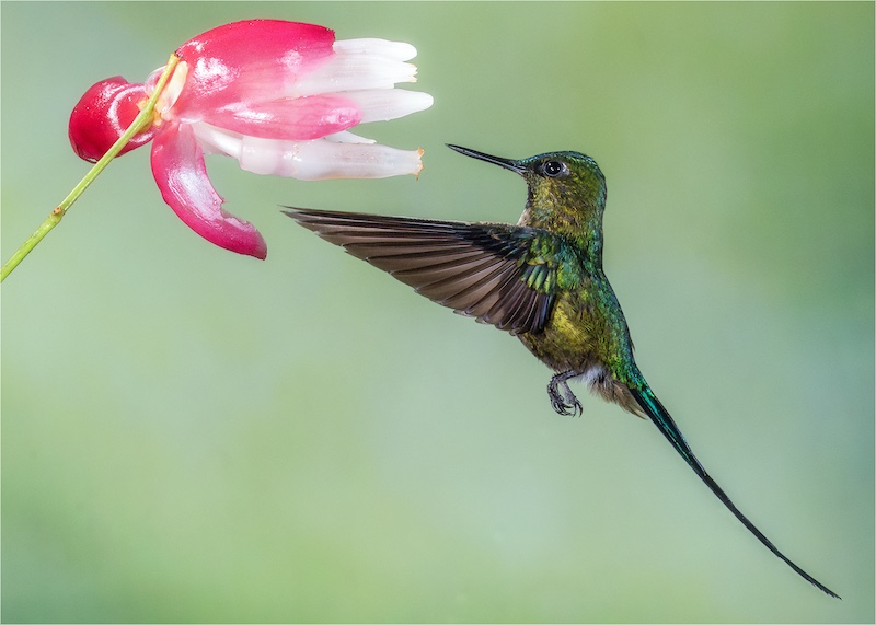 Craig Morgan - Randburg Foto Klub-Randburg Photo Club - Eye on the Prize