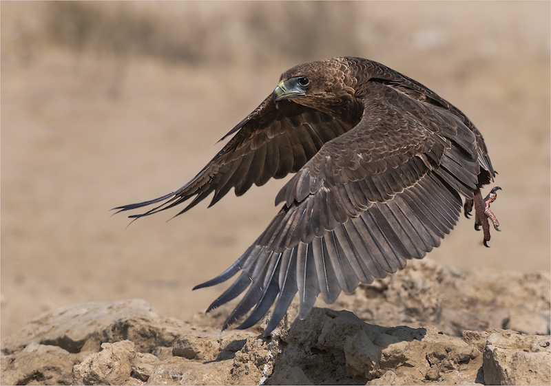 Eric Bosman - Kriel Foto Club - Sub adult Bataleur takeoff