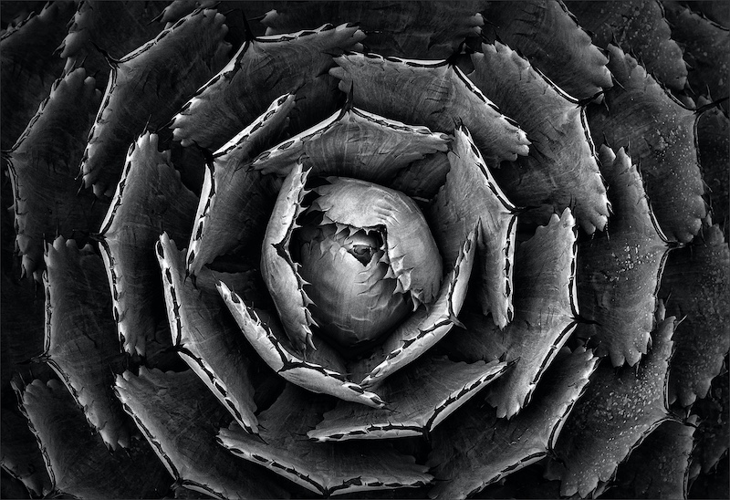 Haig Fourie - Vanderbijlpark Fotografiese Vereniging - Van die middel