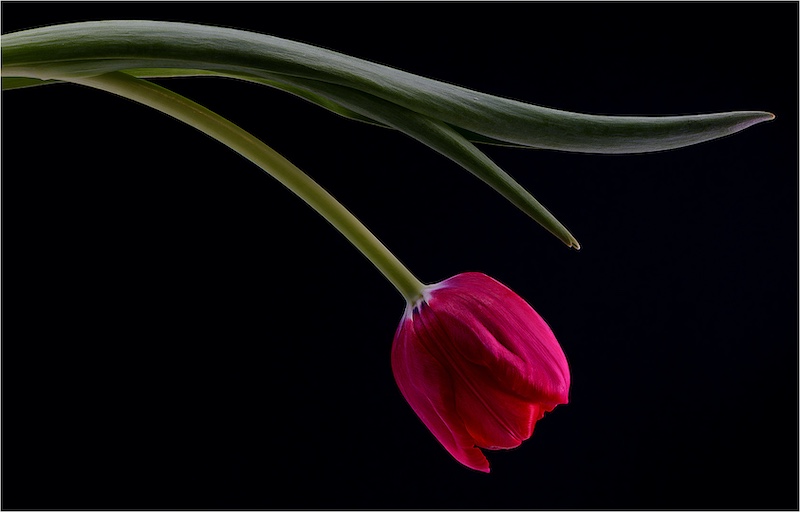 Johan van Aarde - Eden Photographic Society - Mooie tulpen