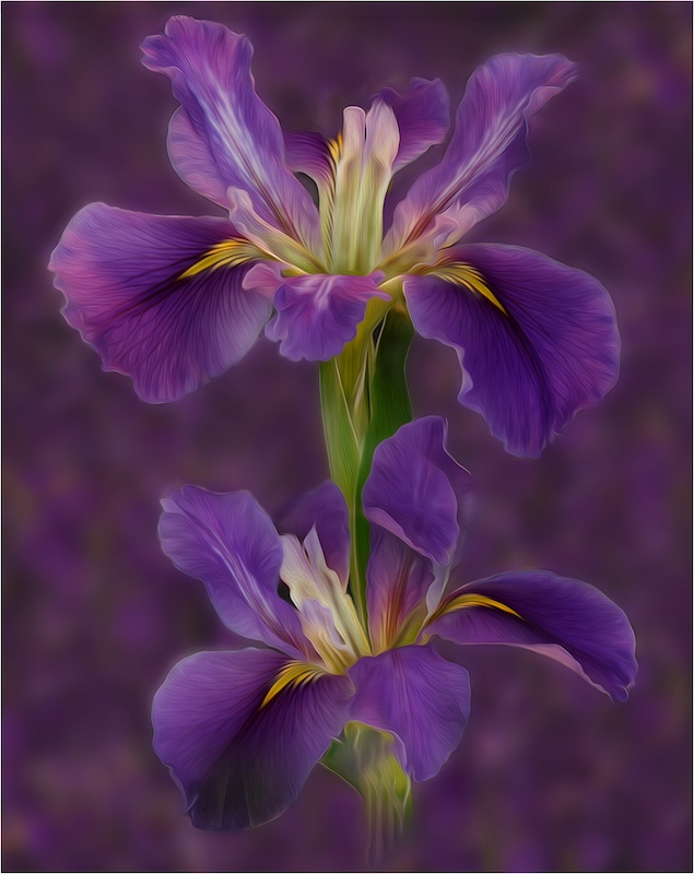 Kitty Steyn - Mosselbaai Kameraklub - Pers Irisse