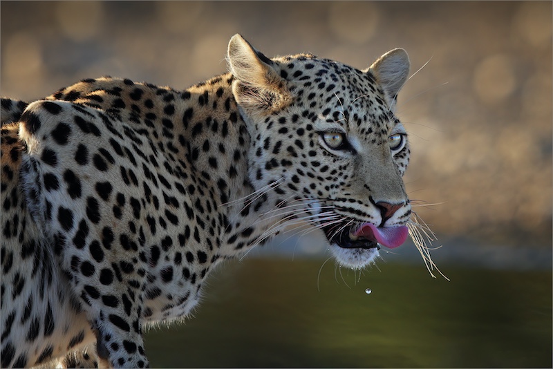 Koot Marais - Bloemfontein Kameraklub - leopard lick