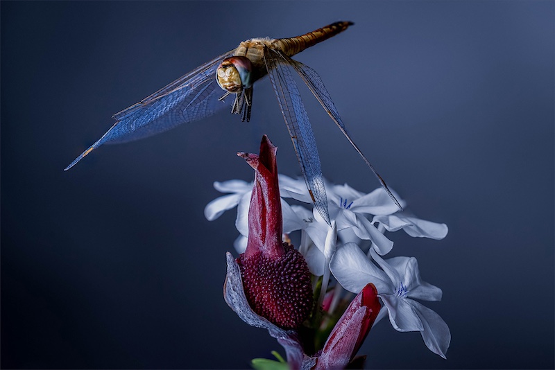 Louis van der Walt - Sasol Highveld Photography Club - Dragon Fly Flower