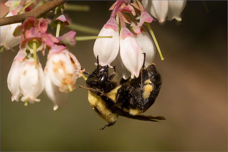 Mariana Venter - Midlens Fotoklub - Scratching head