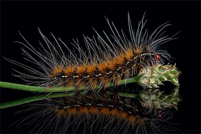 Natasha Bird - Southern Suburbs Camera Club - Hairy Caterpillar on grass head
