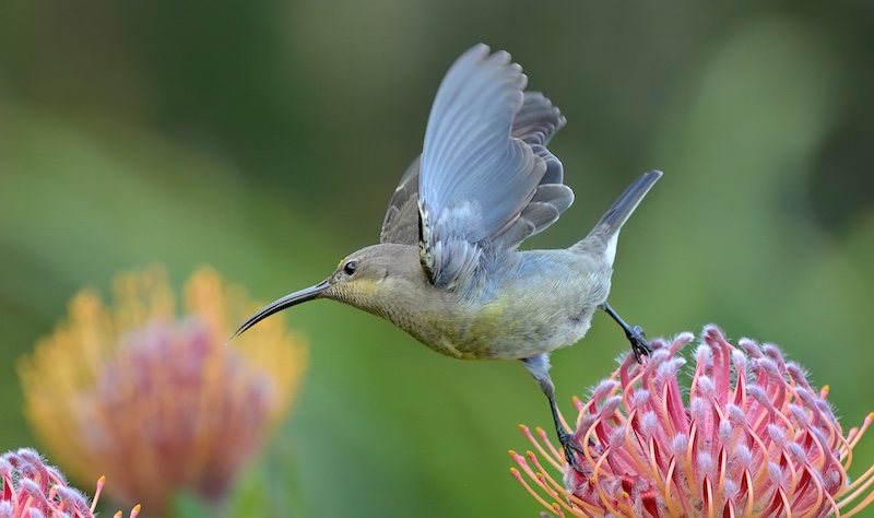 Nicci van As - Independent - Female Malachite on Pink Pincushion