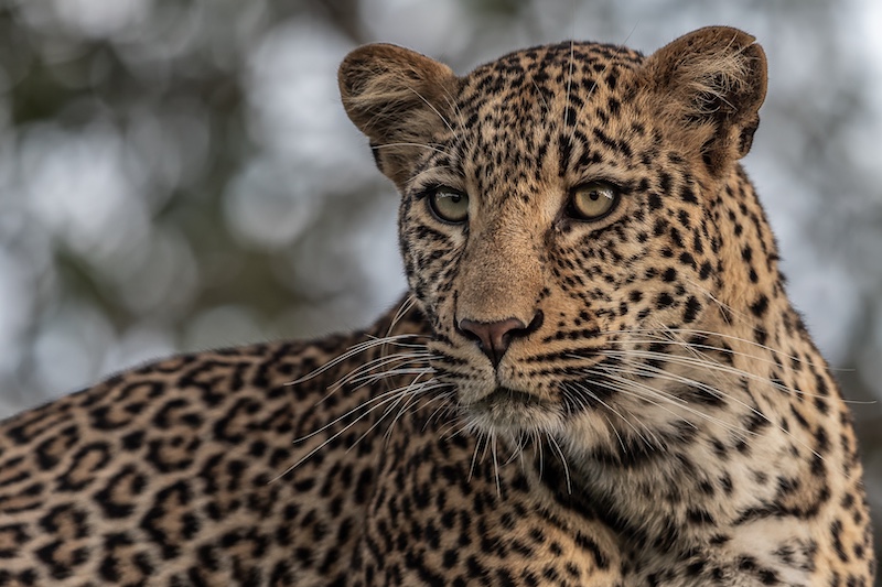 Nicolette Forbes - Ballito Photo Club - Charisma