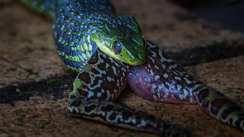 Quinton Boshoff - National Photographic Club - Circle of Life