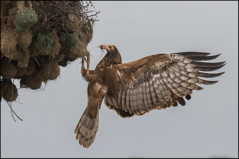 Roelf Ackerman - Midlens Fotoklub - Feeding off the baby birds