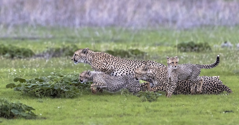 Sharlene Cathro - Princes Grant Camera Club - on your marks get set go