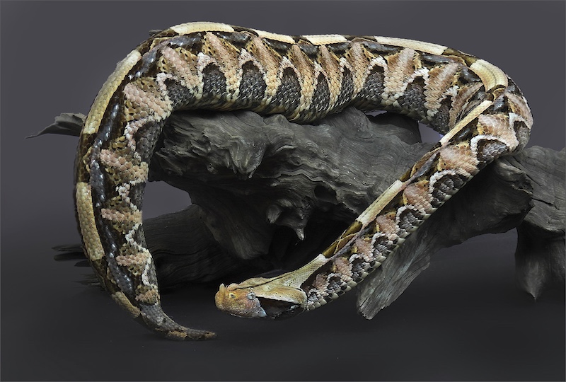 Sussa Pelser - Sasol Highveld Photography Club - Gaboon Adder