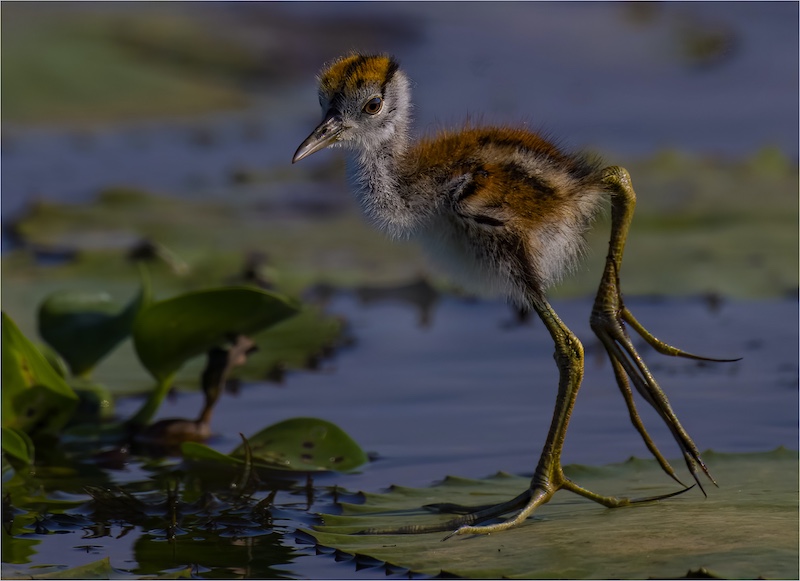 Theo Van Der Merwe - Boksburg Camera Club - grootlangtoon donserige kuiken