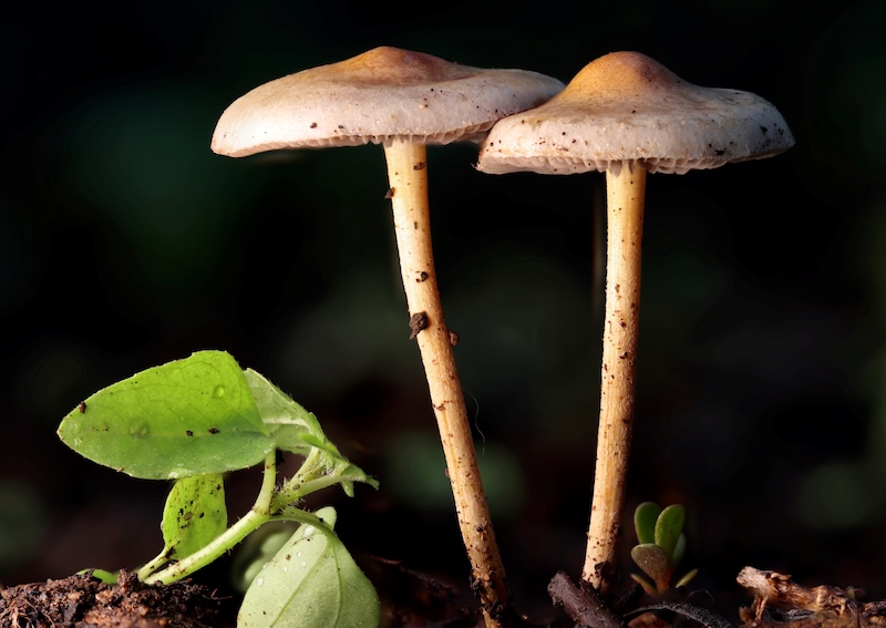 Zhongjie Huan - Pretoria Photographic Society - Mashroom