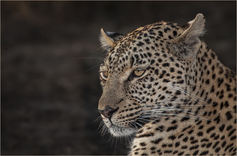 AFO - Amanda Ellis - Beauty in the wild