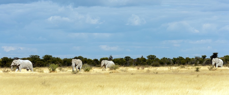Amber Camera Club - Matt Jackson - Sand dusted elephants