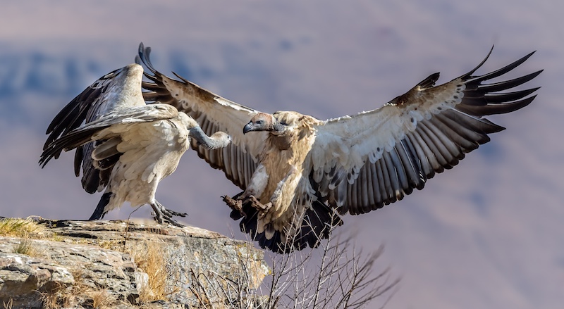 Ballito Photo Club - Nicolette Forbes - Ready or not here I come