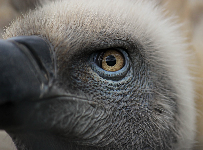 Benoni Camera Club - Jenny Vorster - Eye Of Cape Vulture