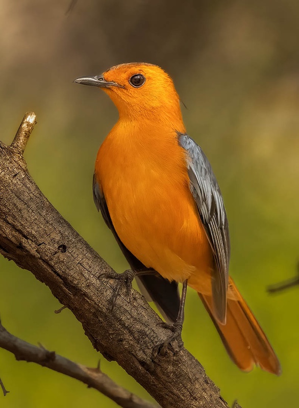 Bloemfontein Kameraklub - Pierre Plekker - Natal Jafrederik