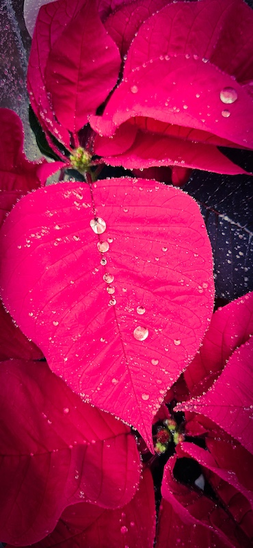Bluff Camera Club - Caitlin Anderson - Dew on Ponsettia Leaf