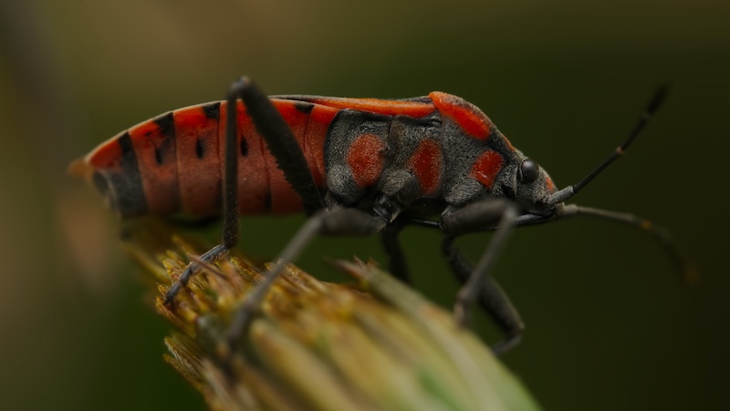 Boksburg Camera Club - Amr Peer - Firey Armour