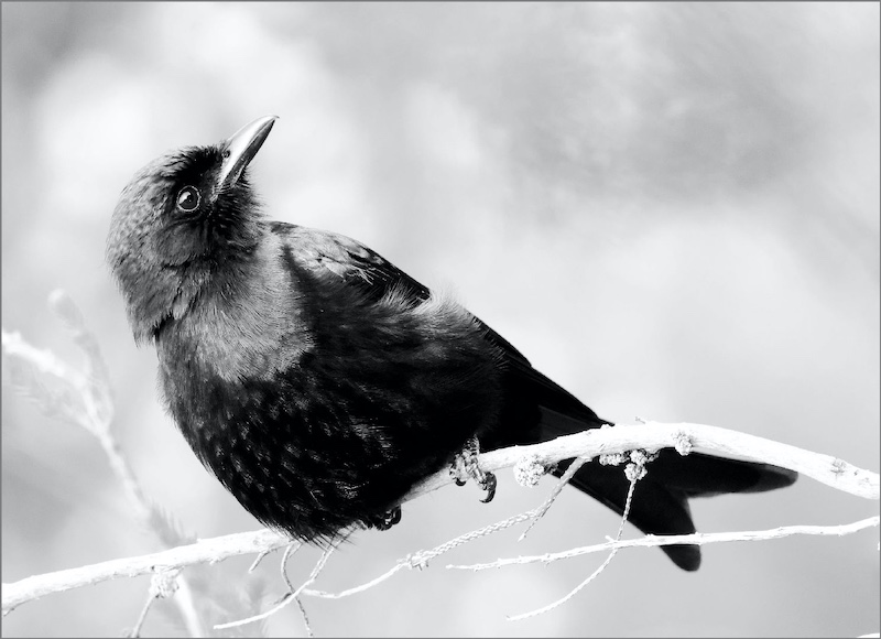 Creative Camera Club - Christel Schuttler - Fork Tailed Drongo