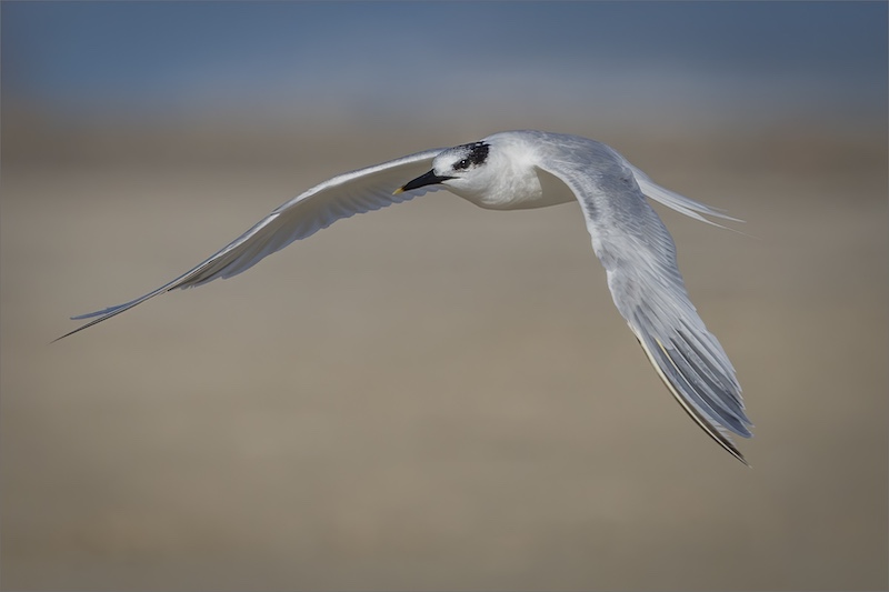 Edenvale Photographic Club - Sonja Olivier - Sandwich Tern