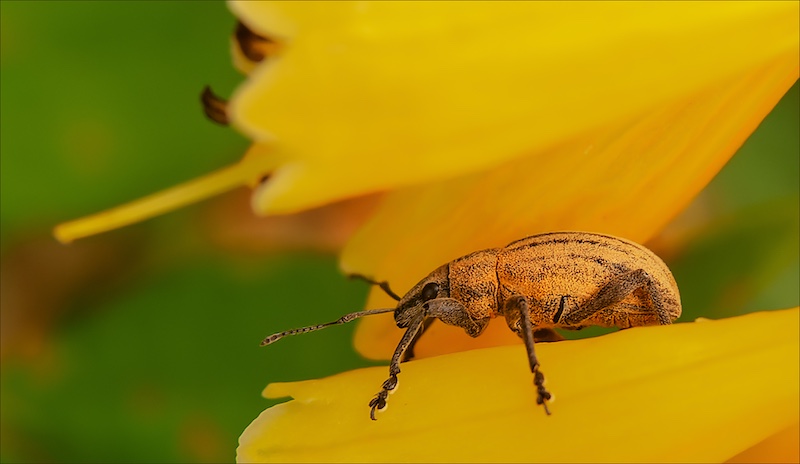 Ermelo Fotoklub - Luane Kruger - Disguised in yellow