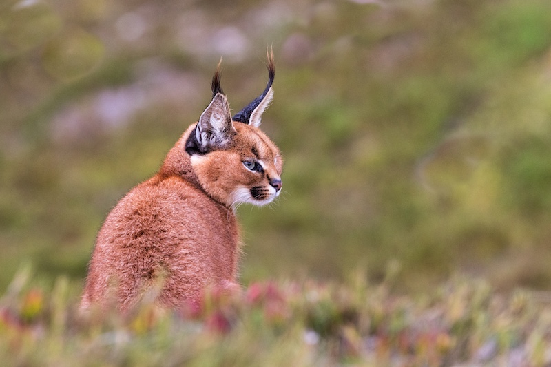 Fish Hoek Photographic  Society - Didi Franklin - Caracal in fynbos