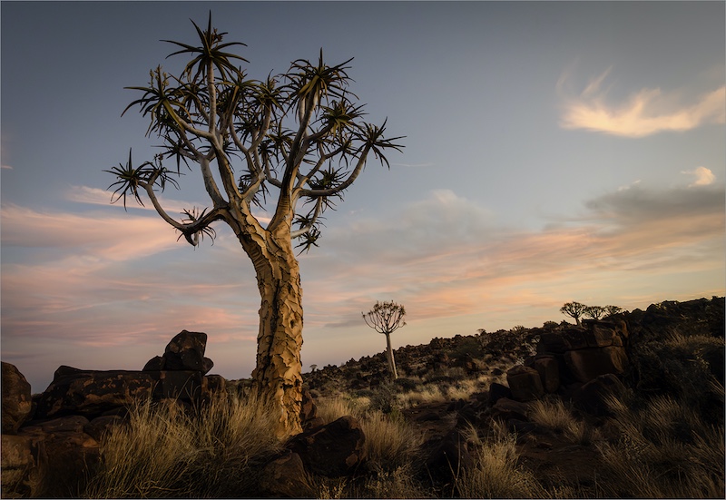 George Camera Club - Laetitia Chandler - Kokerboom in golden sky