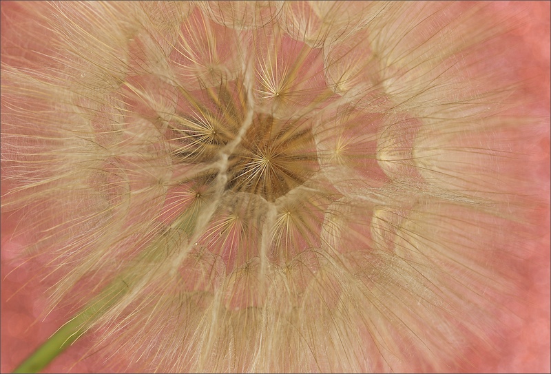 Harties Fotografie Studiegroep - Mieke Postma - Dandelion in Pink