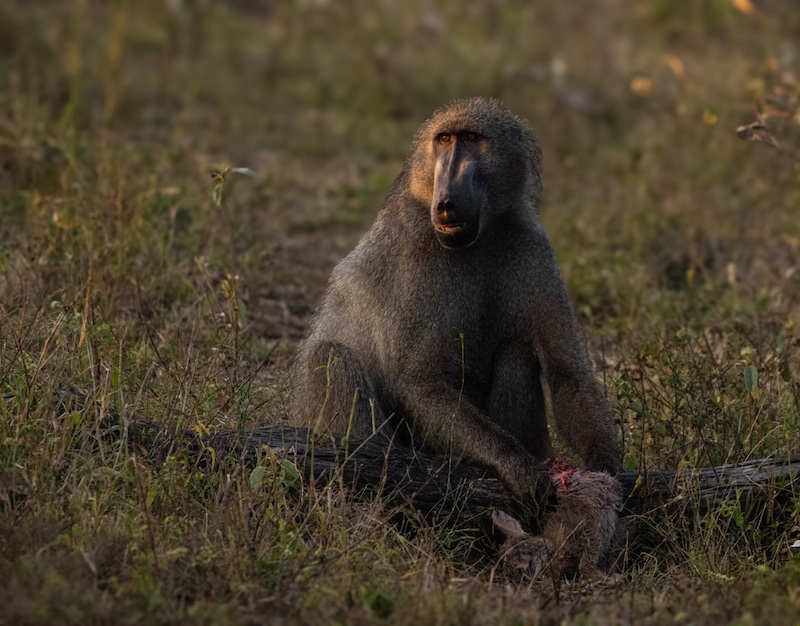 Hermanus Photographic Society - Barbara Mitton - My lunch