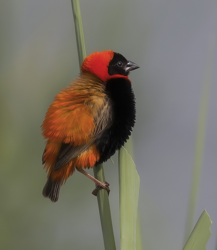 Hibiscus Coast Photographic Society - Sandy Reinders - Bright and bold